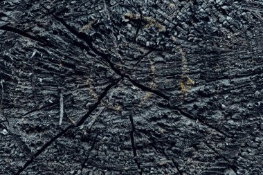 Eski kurumuş ağaç dokusu, makro fotoğraf.