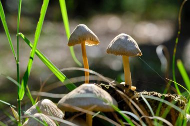 Mantarlı güneşli güzel bir orman.