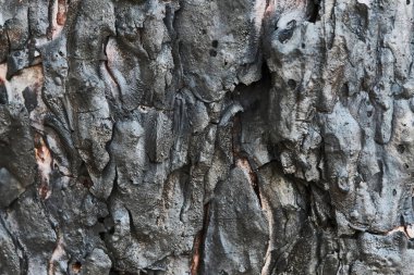 Yanmış çam ağacı kabuğu. Yanmış ağaç gövdesinin arka planı.
