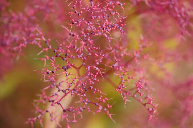 İğne şeklindeki kırmızı bitkiyle soyut makro arkaplan