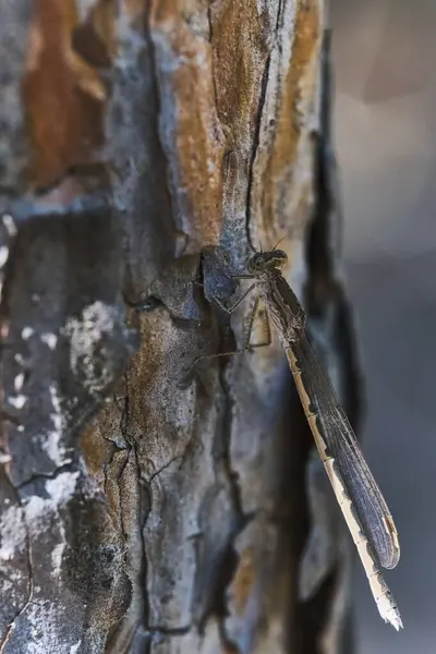 Small Dragonfly Sits Bark Pine Tree Macro Photo — Stock Photo, Image