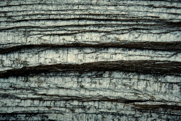 Texture Old Dried Tree Macro Photo — Stock Photo, Image