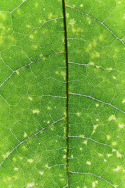 Макрофон Зеленый Лист Текстурой — стоковое фото