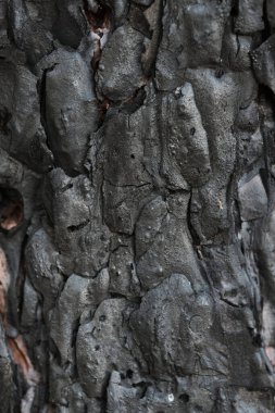 Yanmış çam ağacı kabuğu. Yanmış ağaç gövdesinin arka planı.