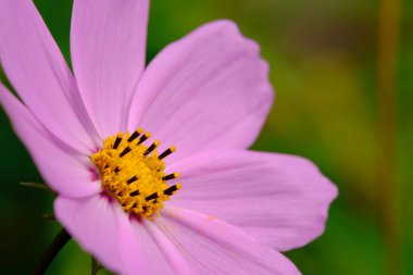 Pembe taçyapraklı makro fotoğraflı çiçek.