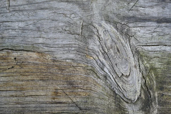 Houten Textuur Oude Gezaagde Stomp Natuurlijke Achtergrond Macro Foto — Stockfoto