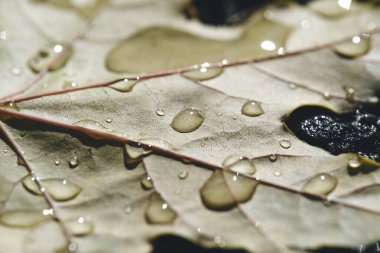 Düşen akçaağaç yaprağı sonbahar yağmurunun damlalarında asfaltta yatar.