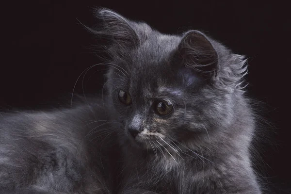 Krásná Šedá Kočka Černé Pozadí — Stock fotografie