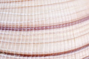 Bir makro fotoğrafta deniz kabuğunun çizgileri ve dokusu