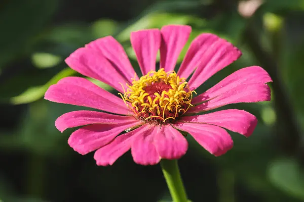 Élénk Rózsaszín Virág Zöld Háttér Lombozat — Stock Fotó