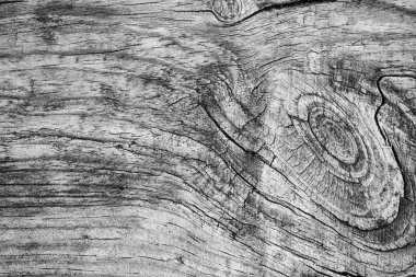 Woody desenli, eski, kesilmiş bir kütük. Makro fotoğrafta doğal arkaplan