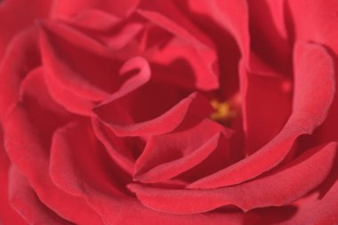 Parlak kırmızı gülün arka planı, güzel bir çiçek.