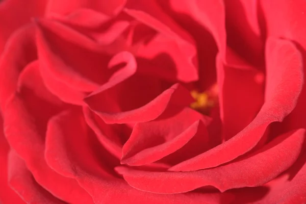 Background Bright Red Rose Beautiful Flower — Stock Photo, Image