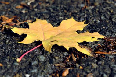 Sarı akçaağaç yaprağı yağmur damlalarında ıslak asfaltta yatıyor.