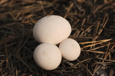 Yağmurluk mantarı düşen çam iğnelerinde yetişir.