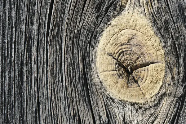 Texture Old Dried Faded Wooden Board Knot — Stock Photo, Image