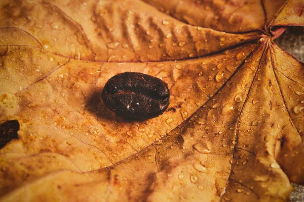Coffee bean dropped on fallen yellowed maple leaf