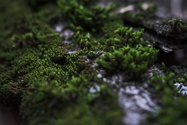 Moss Caído Árvore Tronco Closeup Macrofotografia — Fotografia de Stock