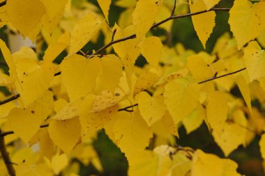 Bir makro fotoğrafta sarı huş ağacı yaprağı
