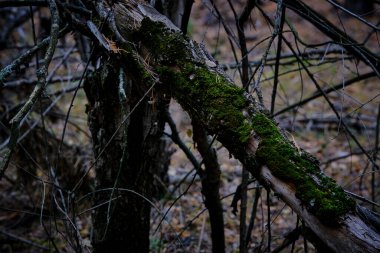 Eski çam yosunlarıyla kaplanmış.