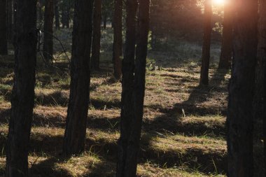 Orman manzarası, güneşin batışına karşı ağaçların uzun gölgeleri.