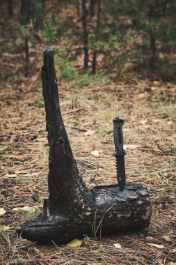 Islak, askeri taktik bıçağı sıkışmış. Ormanda yanmış ağaç gövdesi var.