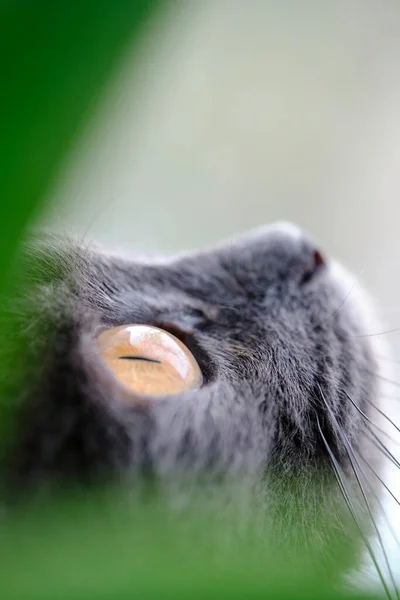 Muzzle and eyes of cat looking at light