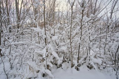 Ağaçlar kar yağdıktan sonra karla kaplıdır. Karlı kış