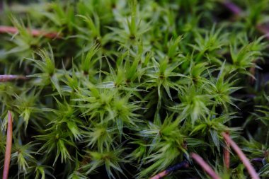 Yakın çekim makro fotoğrafında yeşil orman yosunu.