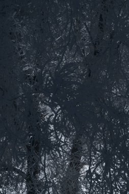 Ağaç dalları sert kış soğuğundan sonra kar kristalleri ve don ile kaplıdır.