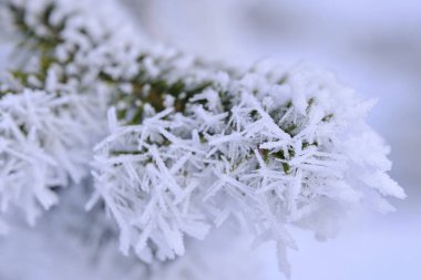 Çamur ve iğnelerin yeşil dalları sert kış ayazlarının ardından kar kristalleri ve don ile kaplıdır.