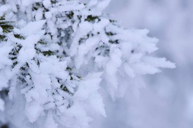 Çamur ve iğnelerin yeşil dalları sert kış ayazlarının ardından kar kristalleri ve don ile kaplıdır.