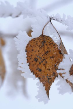 Sarı huş yaprağı don ve karla kaplıdır.