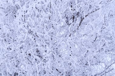 Ağaç dalları sert kış soğuğundan sonra kar kristalleri ve don ile kaplıdır.