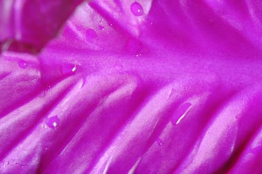 Yakın plan kırmızı lahana yaprağı