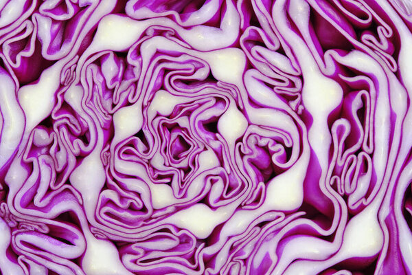 Macro texture of red cabbage in section