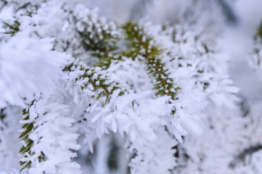 Çamur ve iğnelerin yeşil dalları sert kış ayazlarının ardından kar kristalleri ve don ile kaplıdır.