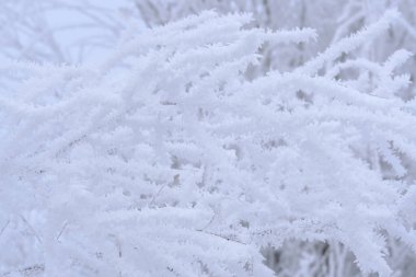 Ağaç dalları sert kış soğuğundan sonra kar kristalleri ve don ile kaplıdır.