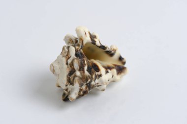 Beyaz arkaplanda midye kabuğu