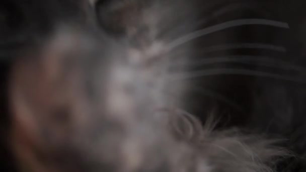 Munstycke Och Tunga Tvätta Grå Katt Närbild — Stockvideo