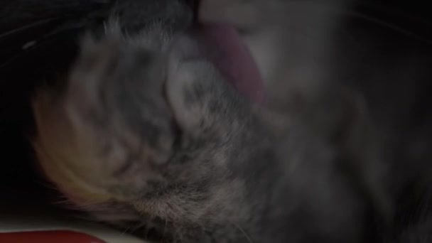 Кот Лежащий Модеме Облизывает Лапу Языком Крупным Планом — стоковое видео