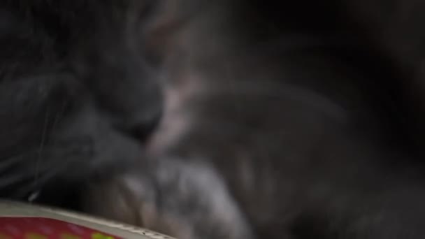 Gato Deitado Modem Lambe Sua Pata Com Língua Close — Vídeo de Stock