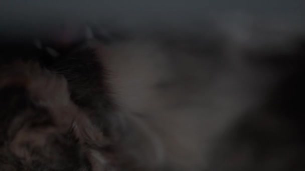 Gatto Grigio Sta Lavando Faccia Animali Domestici Primo Piano — Video Stock