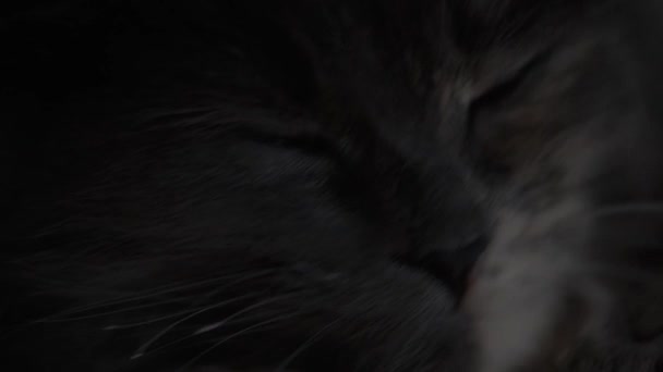 在特写中看到灰猫 洗脸和打呵欠 — 图库视频影像