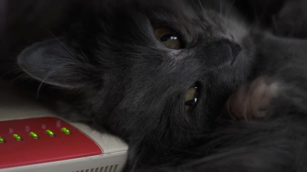 Gatto Sdraiato Sul Modem Sta Guardando Dritto Davanti Noi Animali — Video Stock