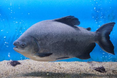 Kara Paku, piranha balığı akvaryumu mavi arka plan