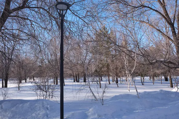 Lamp post in a public snow-covered park in winter
