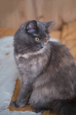 Güzel pofuduk gri kedi oturuyor