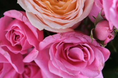 Gelin buketinde pembe güller, yakın plan fotoğraf..