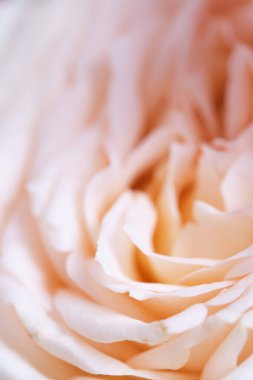 Soluk bej gül yapraklarına yakın, yumuşak odak